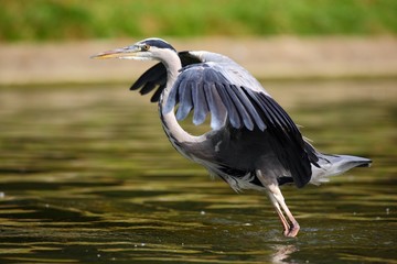 Flying heron