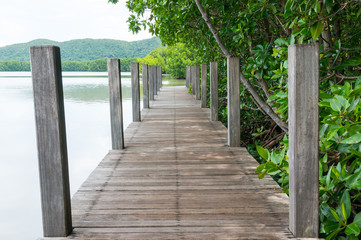 Fototapeta na wymiar Path in Mangrove forest in Kung Krabaen Bay Chanthaburi Province, Thailand 