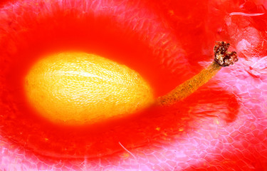 Extreme sharp and detailed study of miniature Strawberry seed taken with microscope objective stacked from many shots into one photo © tomatito26
