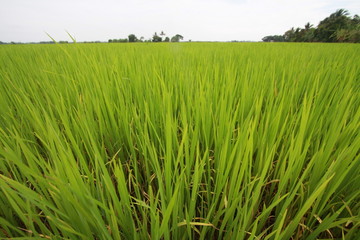 Fototapeta premium Green young rice field 