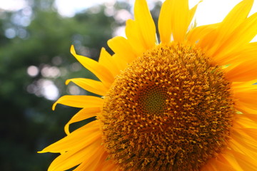 Naklejka premium Yellow big sunflower