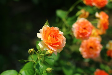 Orange roses