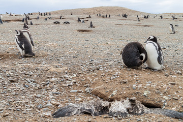 Penguin colony on Isla Magdalena island in Magellan Strait, Chile
