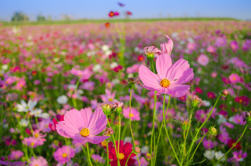 Obraz premium pink cosmos flowers