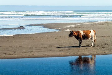 Cow on a beach in Chiloe National Park, Chile