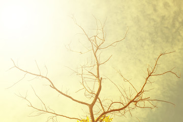 Dead tree with blue sky and cloud, vintage color tone.