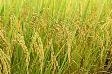 close up of ripening rice in a paddy field