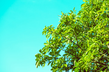 Green Leaves - Stock Image