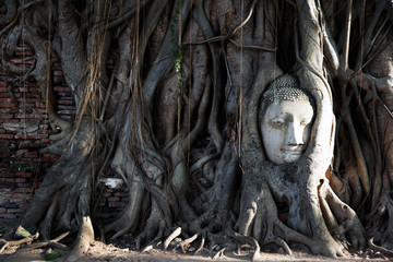Buddha head in the trees amazing Thailand