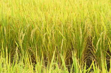 close up of ripening rice in a paddy field