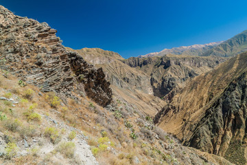 Fototapeta na wymiar Colca canyon in Peru