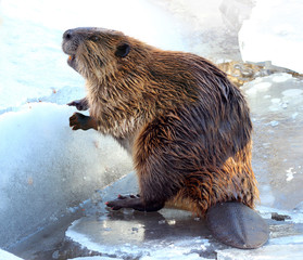 Beaver on a piece of ice in winter - obrazy, fototapety, plakaty