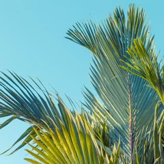 Printed roller blinds Palm tree palm tree,Cyrtostachys renda Blume