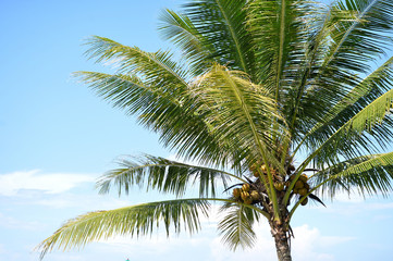 Fototapeta premium Coconut tree