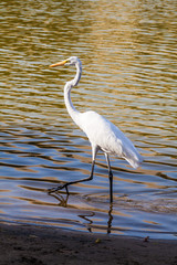 Great egret (Ardea alba) in a pond in the center of Huacachina oasis, Peru