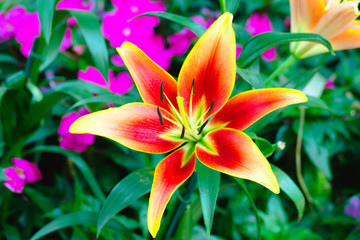 The background image of the colorful flowers