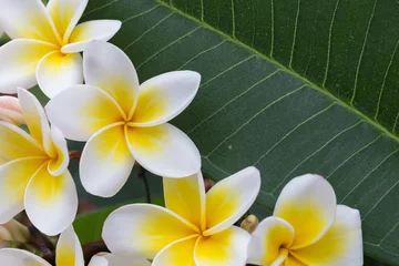 Zelfklevend Fotobehang witte frangipani tropische bloem, bloeiende plumeriabloem © sutichak