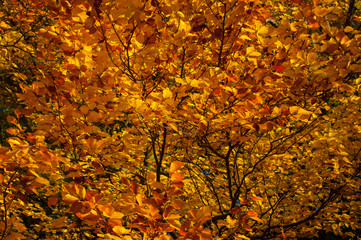 In autumn the leaves change color of trees and shrubs in beautiful colors.