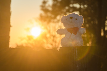 white bear doll and rim light of sunny morning