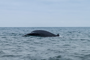 Fototapeta premium Humpback whale in Machalilla National Park, Ecuador