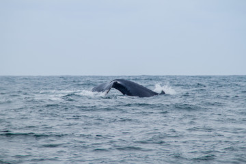 Fototapeta premium Humpback whale in Machalilla National Park, Ecuador