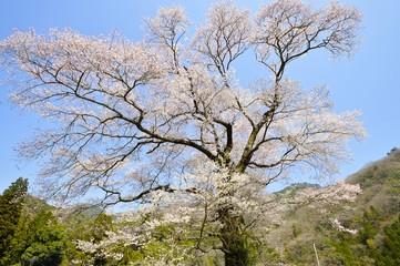 桜の木