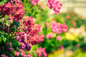 Bush of beautiful roses in a garden