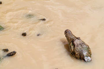 The yellow-spotted Amazon river turtle (Podocnemis unifilis) and spectacled caiman (Caiman crocodilus) in Fundo Pedrito animal farm in village Barrio Florido near Iquitos, Peru