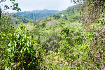 Fototapeta na wymiar Jungle in Tayrona National Park, Colombia
