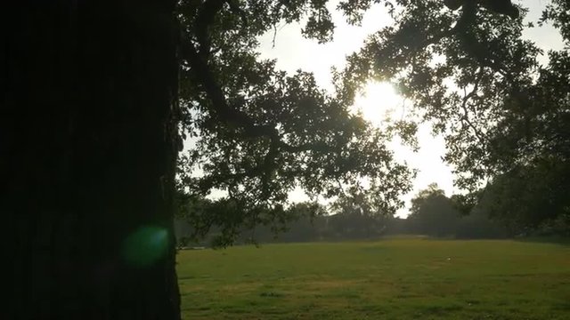 reveal from old oak tree showing sun flare in tree in City park New Orleans
