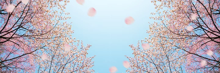 Zelfklevend Fotobehang Sakura-banner © スタジオサラ