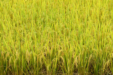 close up of ripening rice in a paddy field