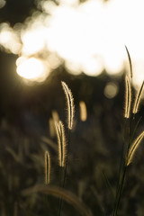 Silhouette mission grass in evening