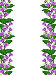 bell flower isolated on white background