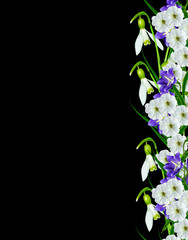 Obraz premium snowdrop flower isolated on black background