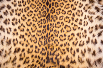 Aziatische luipaard huidtextuur en achtergrond