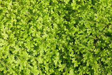 Obraz premium Moss in humid environment.