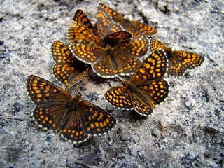 Fototapeta na wymiar butterflies