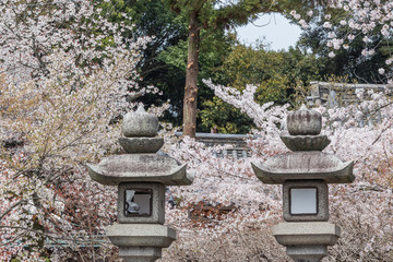 NARA IN JAPAN