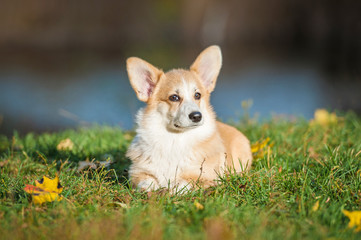 Pembroke welsh corgi puppy lying on the lawn in autumn