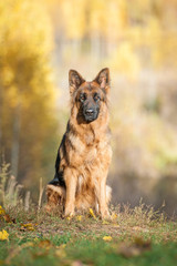 German shepherd dog sitting in the park in autumn