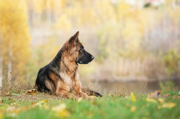 German shepherd dog in autumn