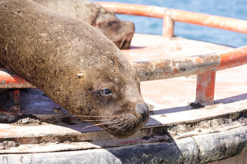 a seal sunbathing on a buoy