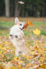 Pembroke welsh corgi puppy catching falling leaves in autumn