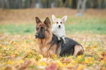 Photo sur Plexiglas Chien Pembroke welsh corgi chiot avec chien de berger allemand en automne