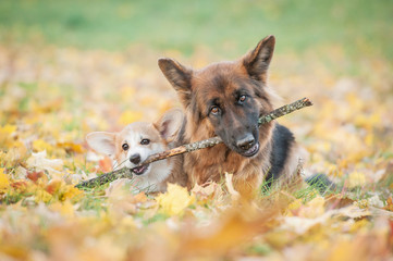 Pembroke welsh corgi puppy and german shepherd dog playing with a stick