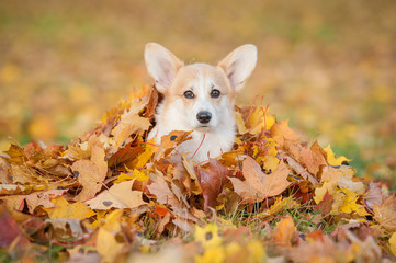 Pembroke welsh corgi puppy sitting in leaves in autumn