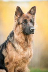 Portrait of german shepherd dog in autumn