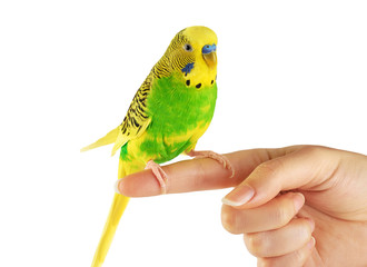 Budgerigar. Parrot isolated on white background.