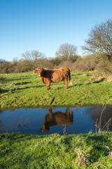 Obraz na płótnie Canvas Highland cow reflected in a stream
